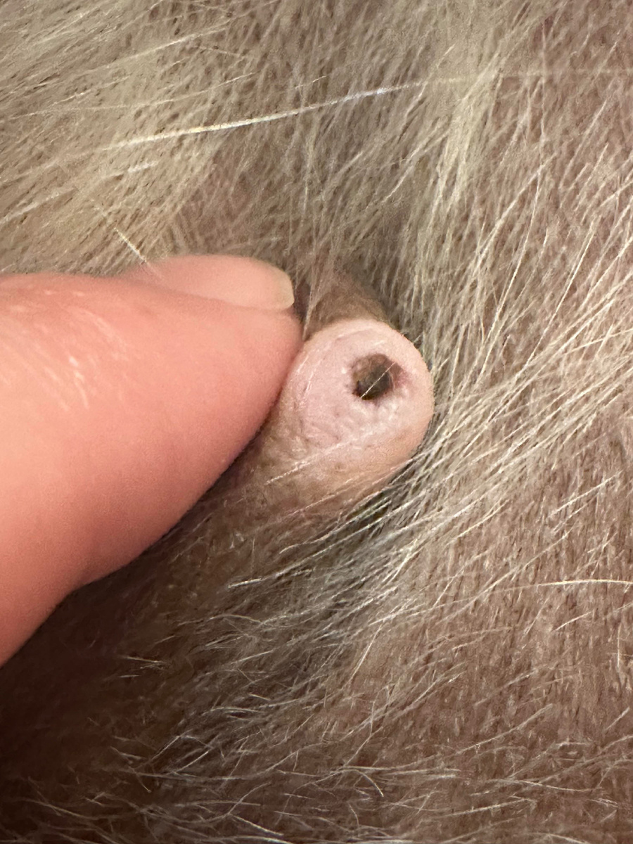 У собаки кончики сосков темнеют