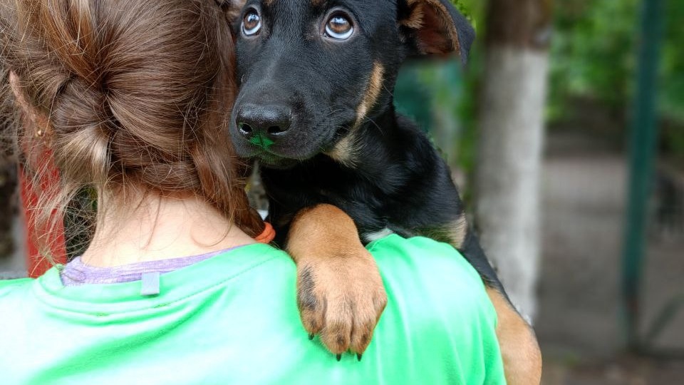 Щенок из коробки очень красивый