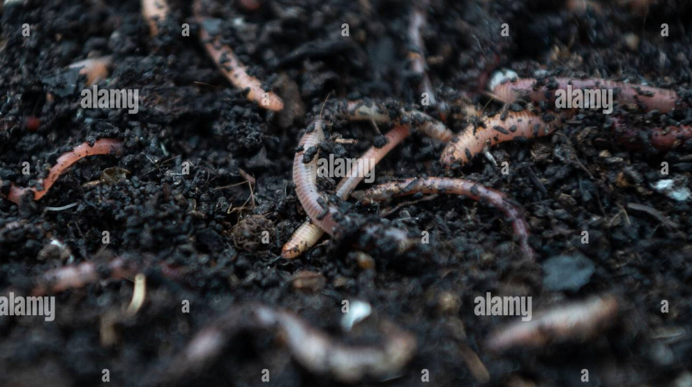    Почему дождевые черви выползают на поверхность после дождя и что это значит для природы