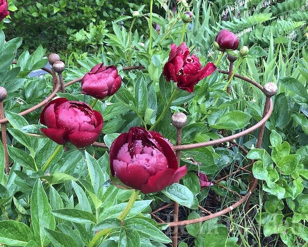 Пример опоры с сайта https://beingarden.ru/product/opora-dlya-rasteniy-dvuhkolcovaya-h90-d60-50/