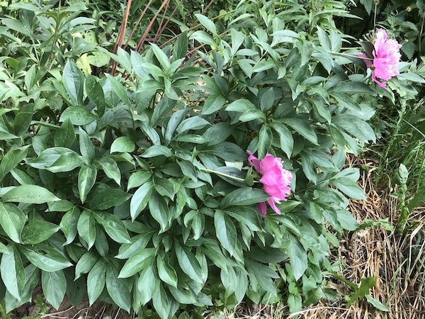 Кусты пионов радуют в июне