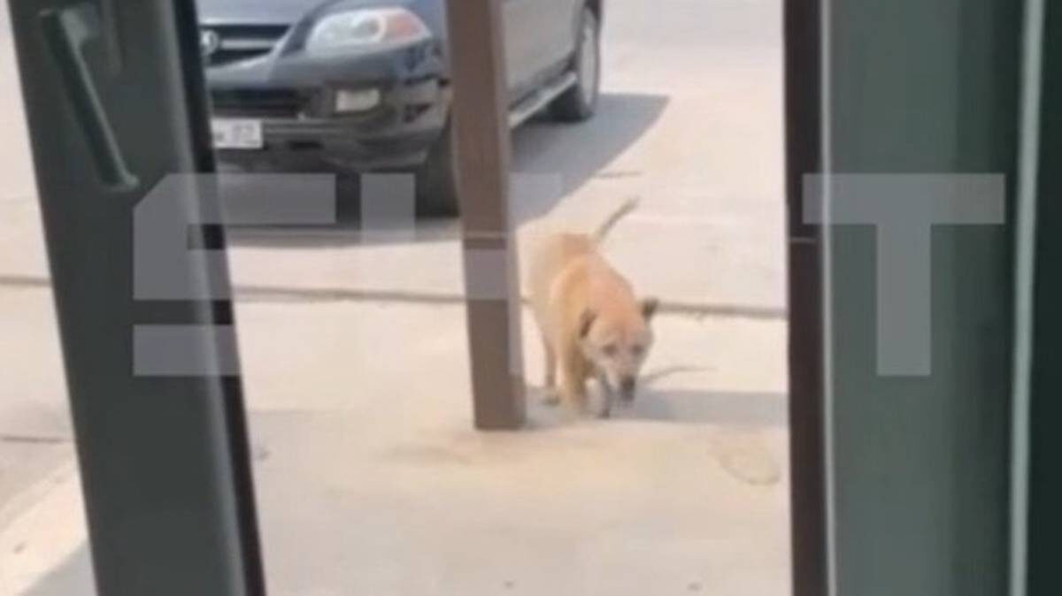    Фото: Скриншот с видео / Shot / Telegram