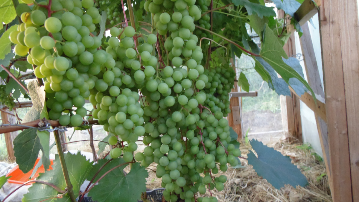 Супага в августе 2016