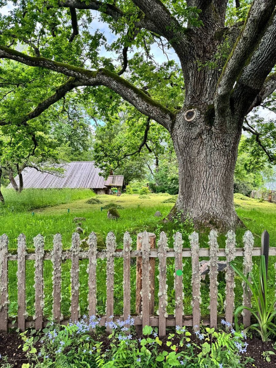 Тот самый дуб, на ветвях которого Русалка...