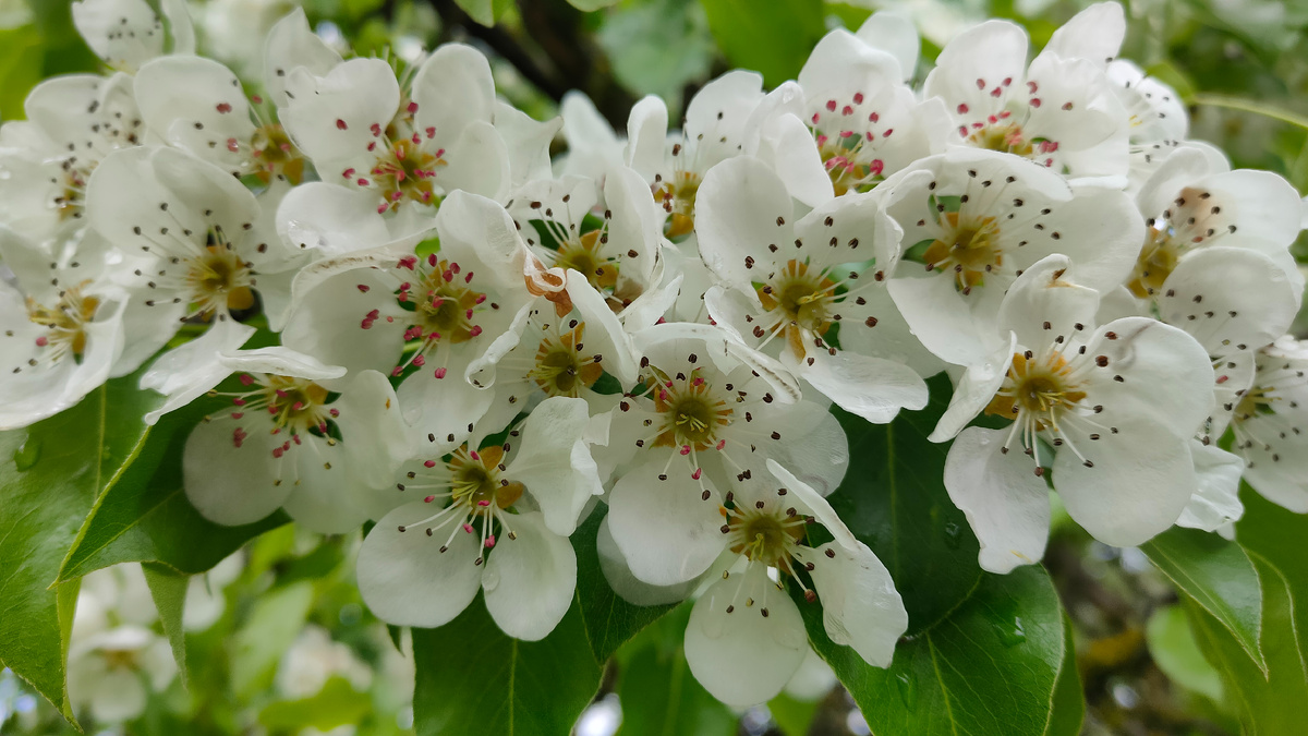 Цветение груши.