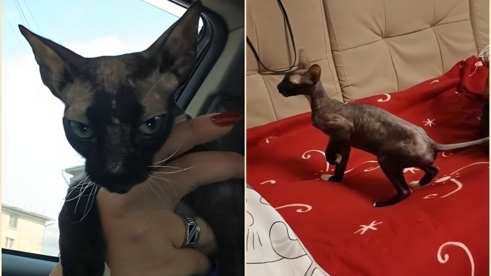 «Худая, как лягушонок. И вся в шрамах, даже голова»: израненная кошка сфинкс прибежала за помощью к людям