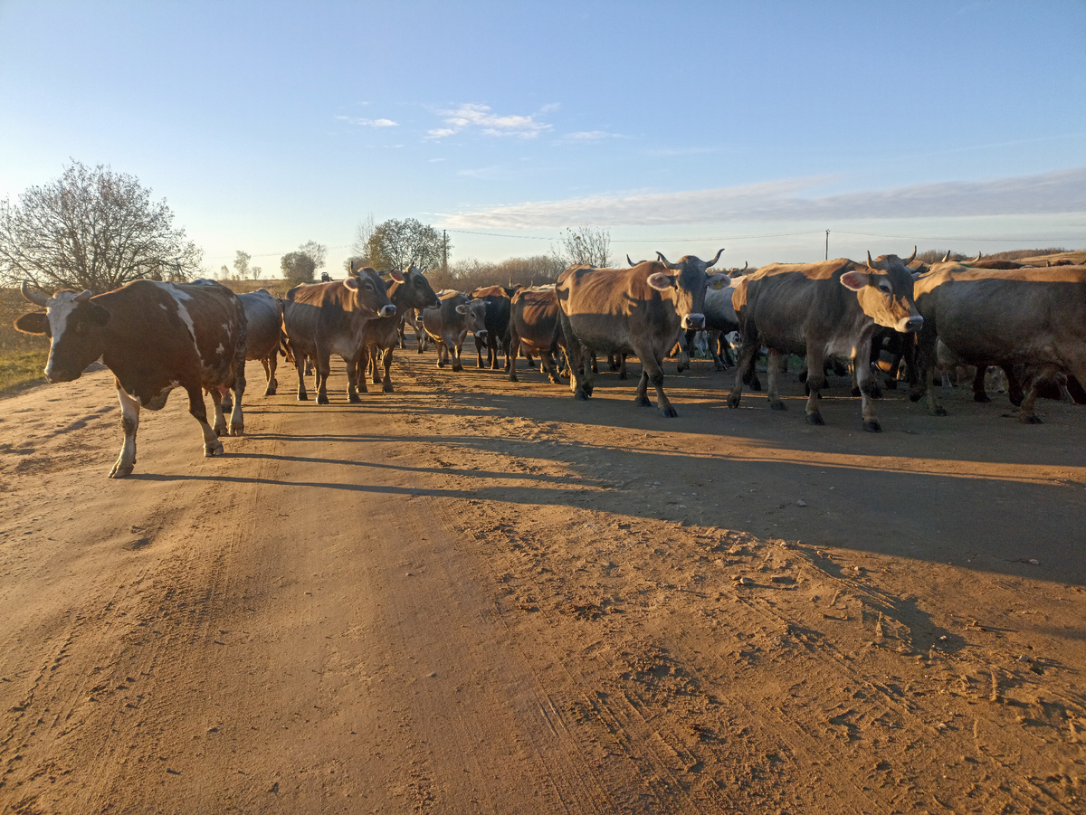 Коровы на всю дорогу 