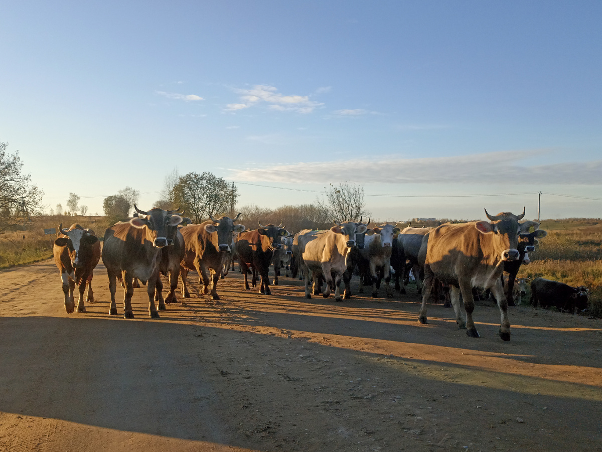 Коровы на всю дорогу 