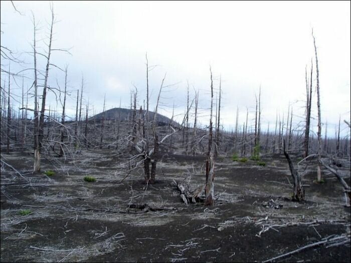 Печальное зрелище увы не редкость во всём регионе. /Фото: ВКонтакте.