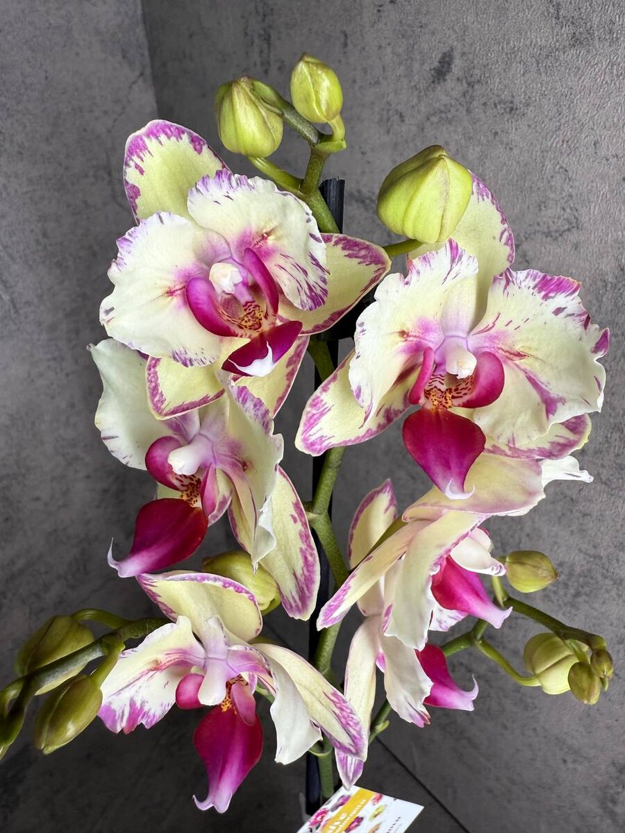 орхидея фаленопсис бабочка