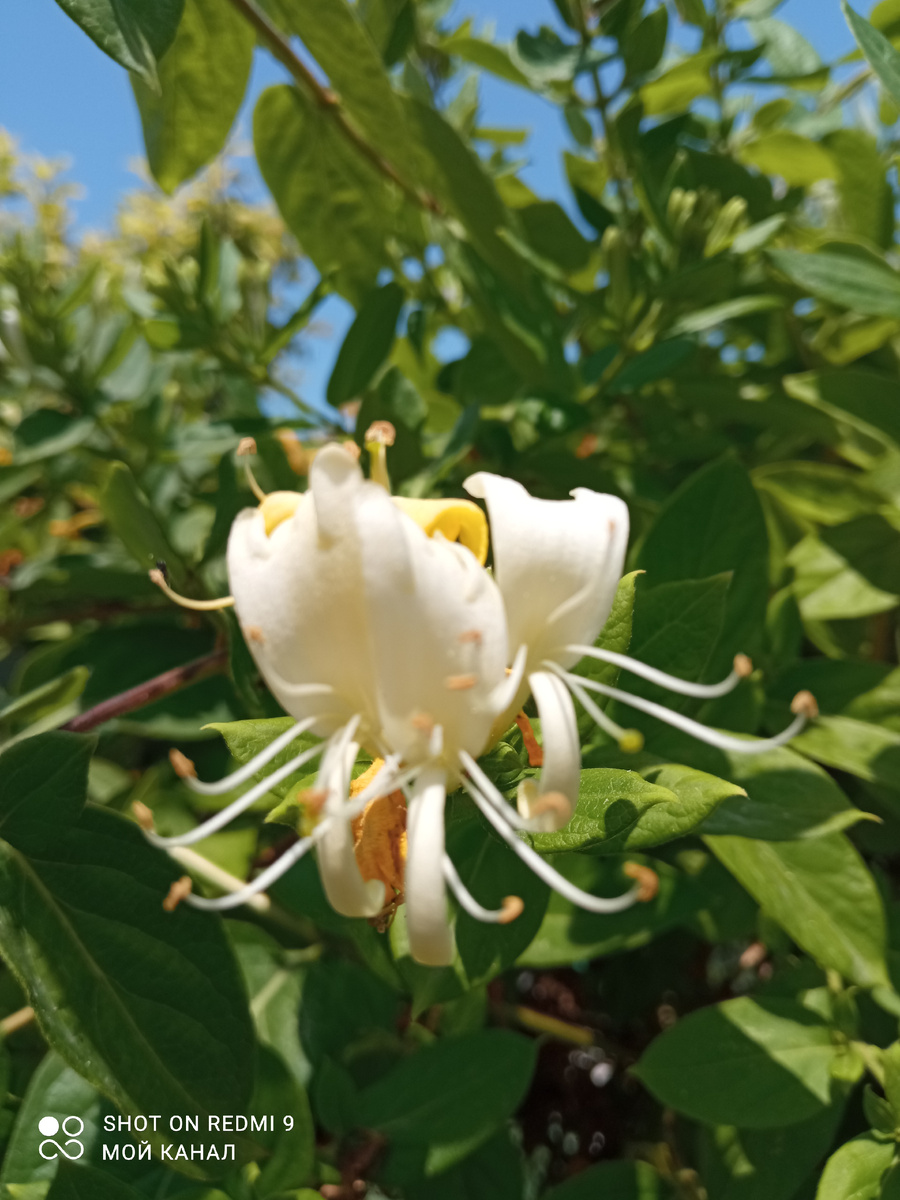 Цветок жимолости. Фото автора.
