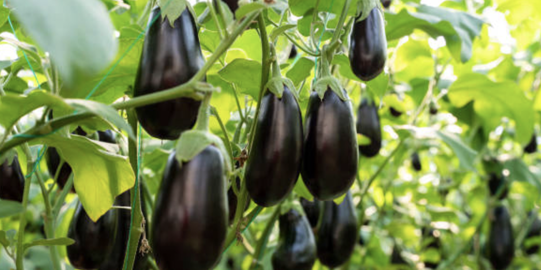 Как формировать баклажаны: три способа с подробным описанием всех этапов от начала до конца.