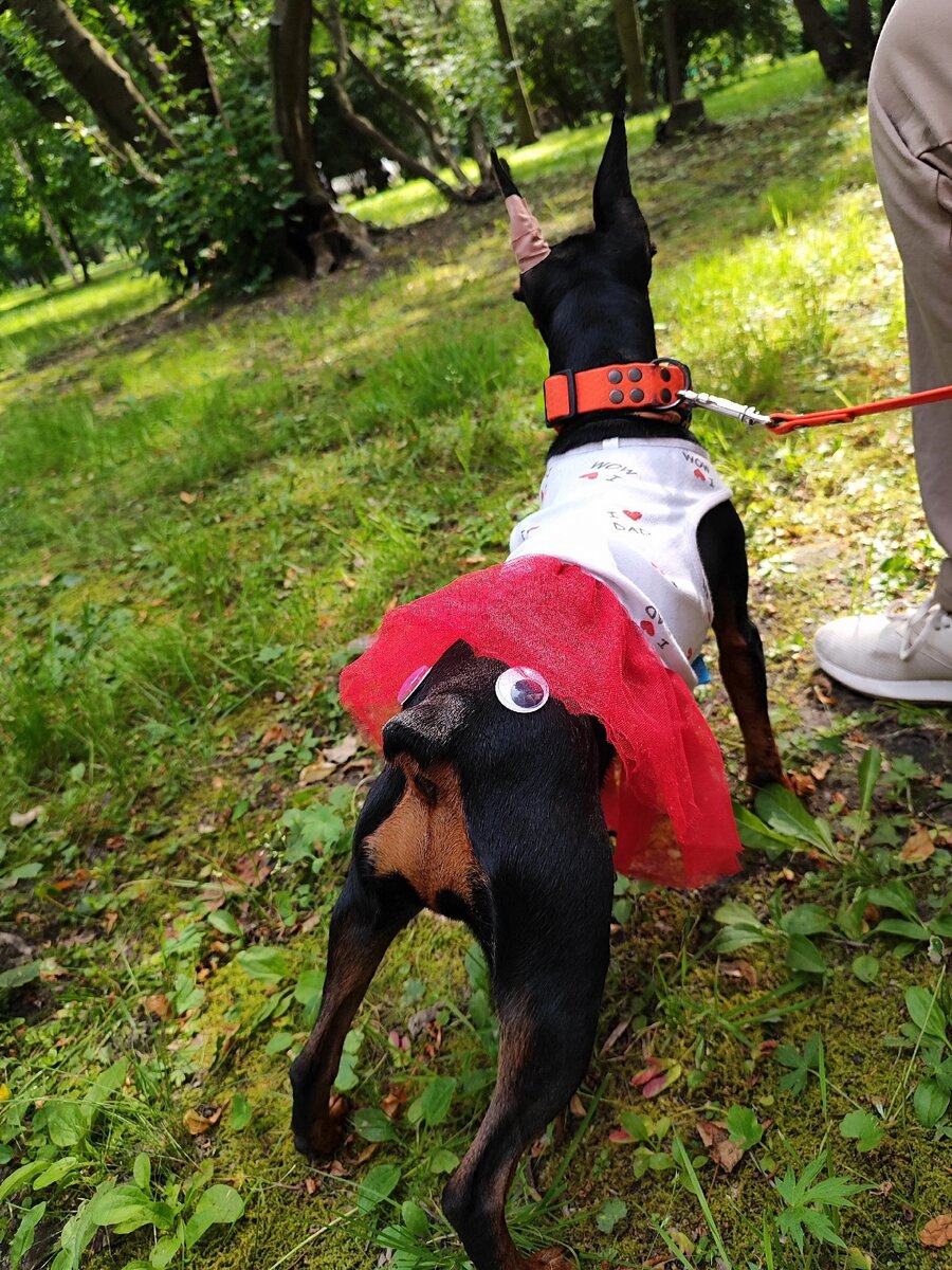 Жопка Такары