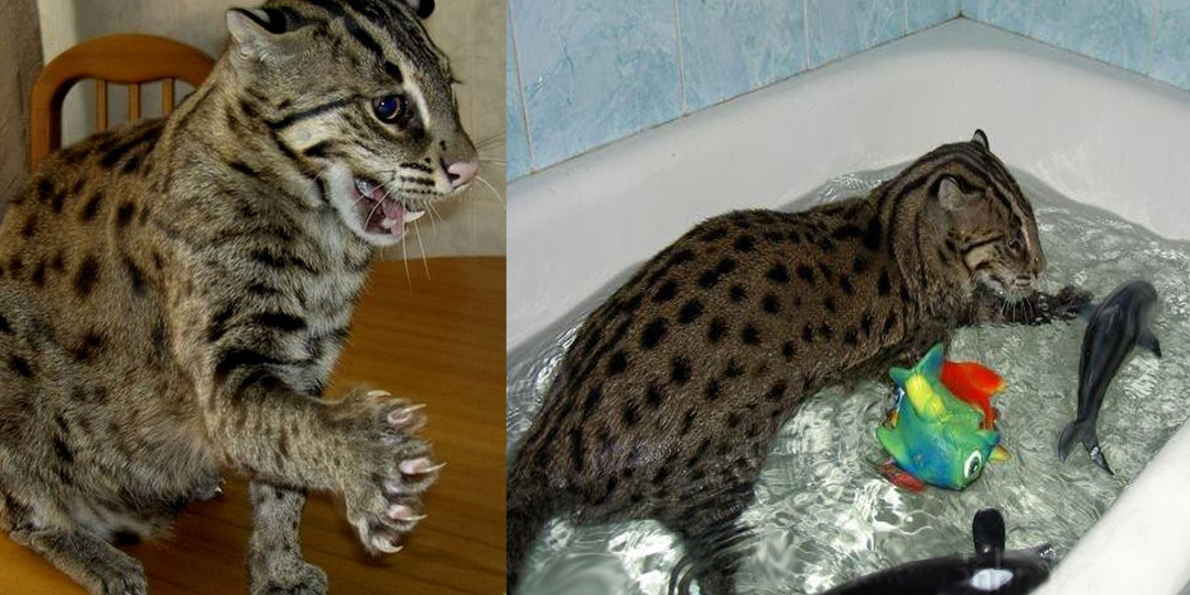 Вечно занятая ванна и периодические тёрки: что приходится терпеть тем, кто держит дома виверровых котов