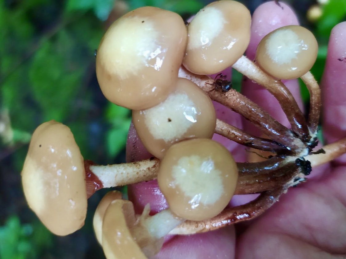 Опенок летний (Kuehnerómyces mutábilis). Фото Марины