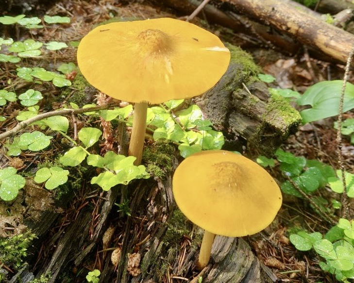Плютей львино-желтый  (Pluteus leoninus). Фото Инны 