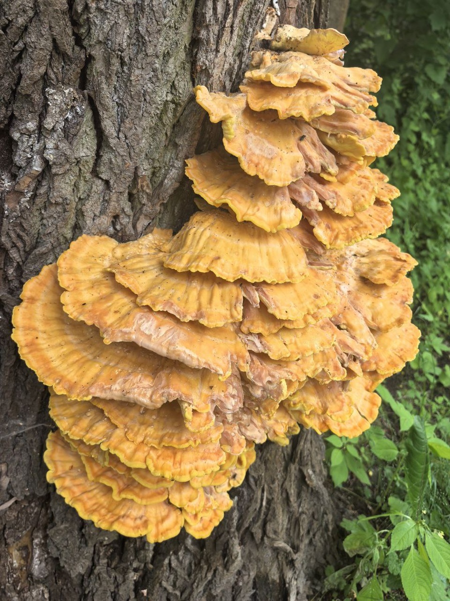 Трутовик серно-желтый  (Laetíporus sulphúreus). Фото Юлии