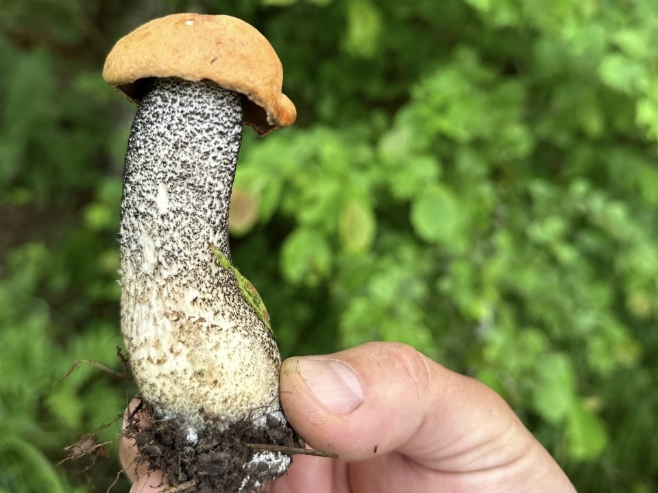 Подосиновик жёлто-бурый. Фото Елены Барановой