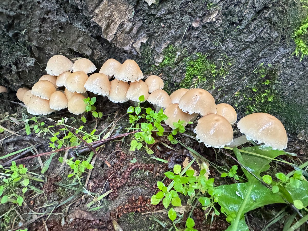 Псатирелла Кандолля (Psathyrella candolleana)