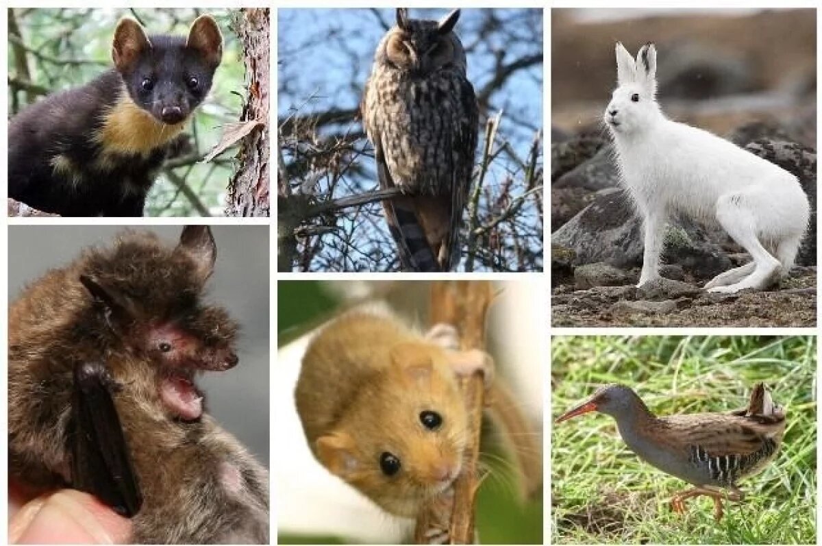    «Лосиный остров» — особое место, где можно встретиться с редкими животными.