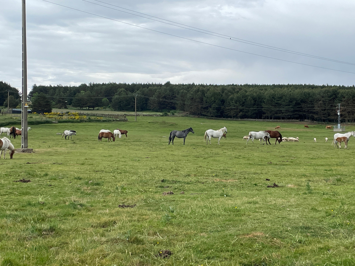 В Наварредонде очень много лошадей