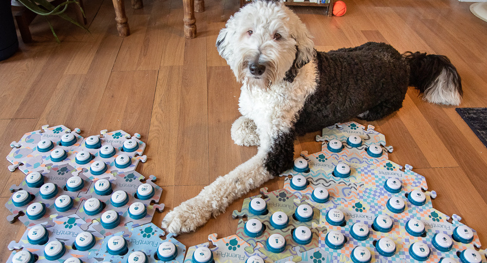 Поговори с собачкой