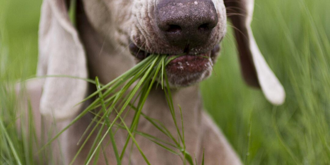 Почему собаки едят траву и вредно ли это