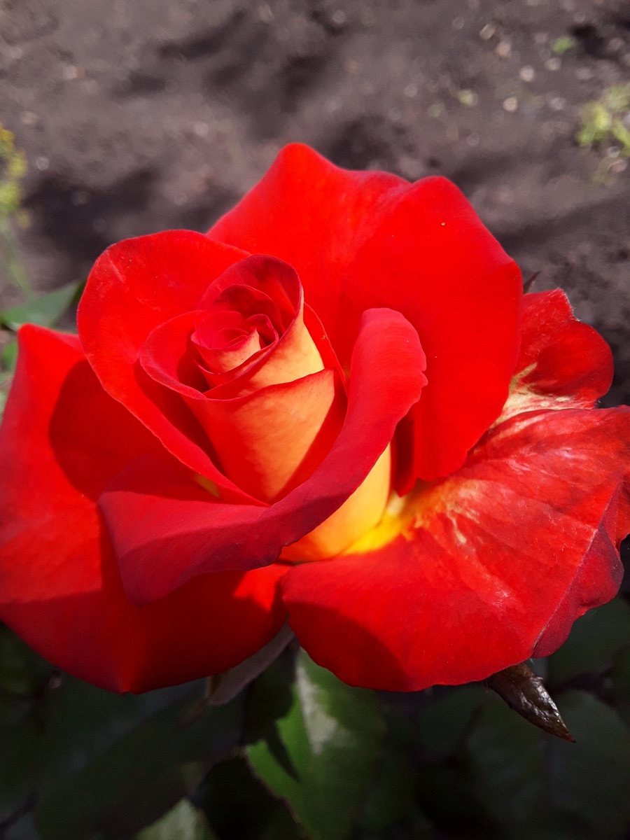 Высший свет