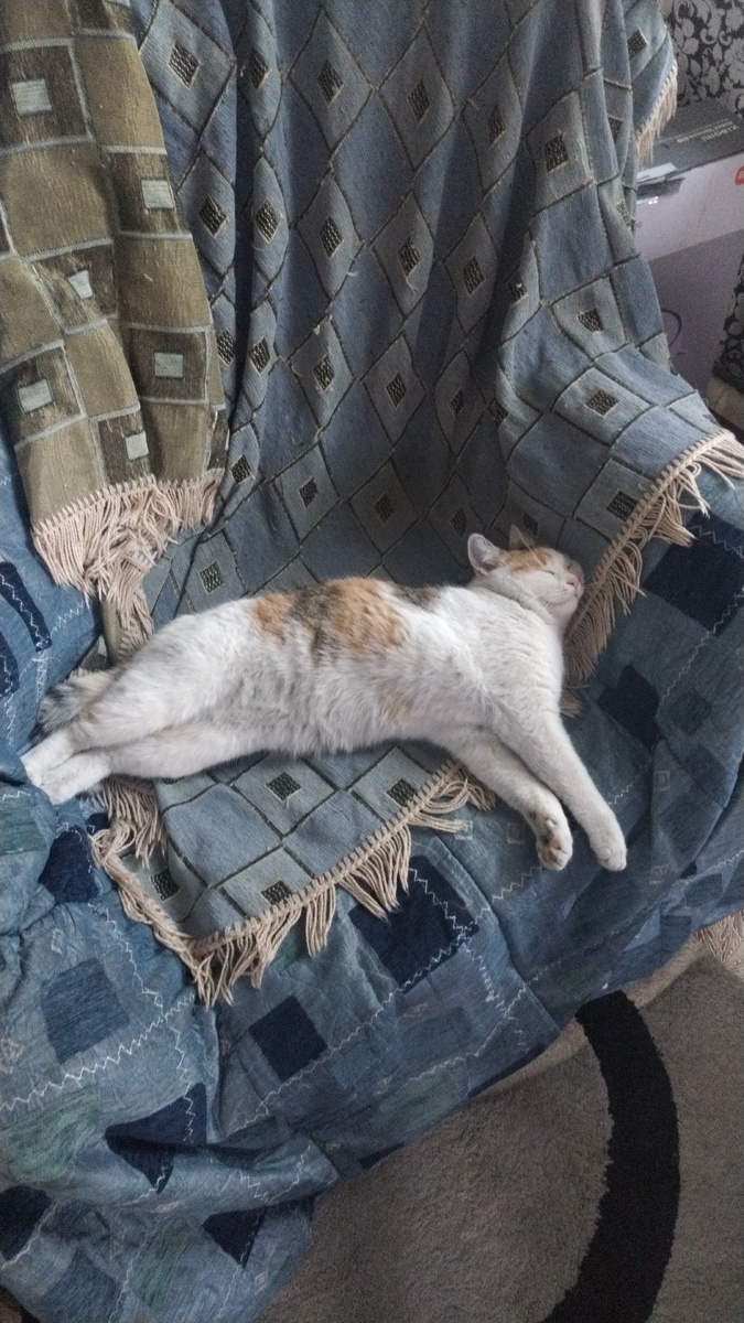 Клякса думала как применять мораторий и очень устала😄