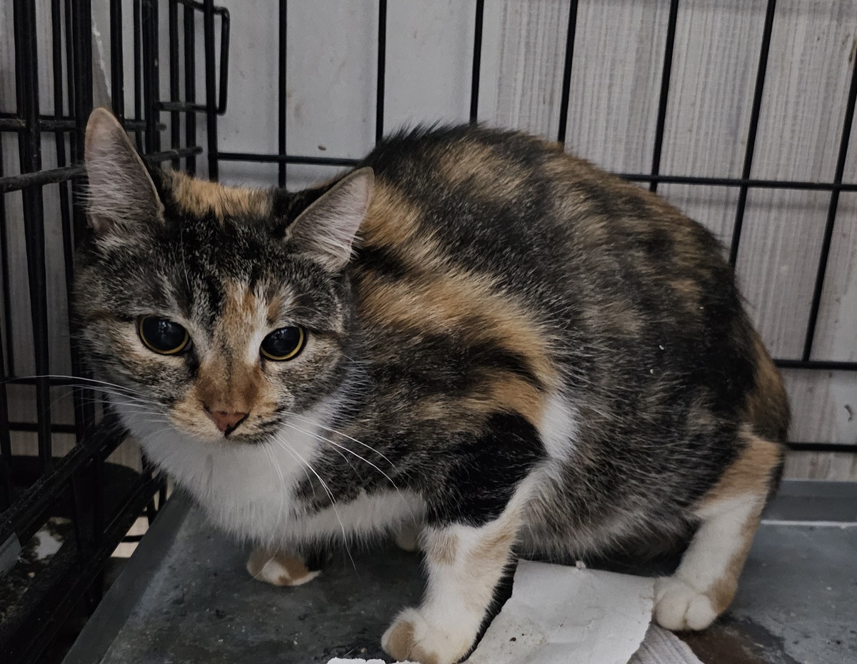 Фото автора. Наша девчушка.