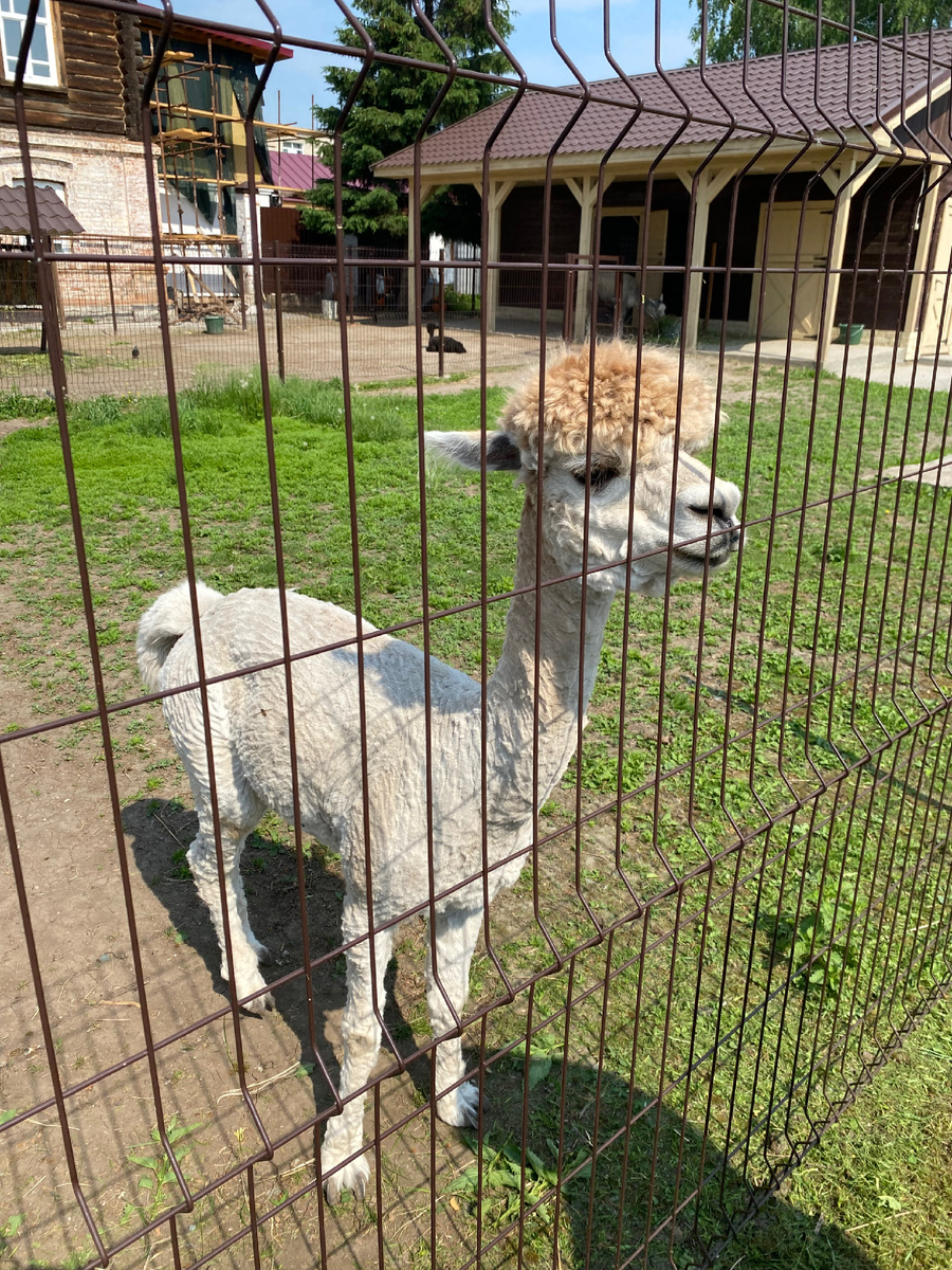 Альпаки, без намеков