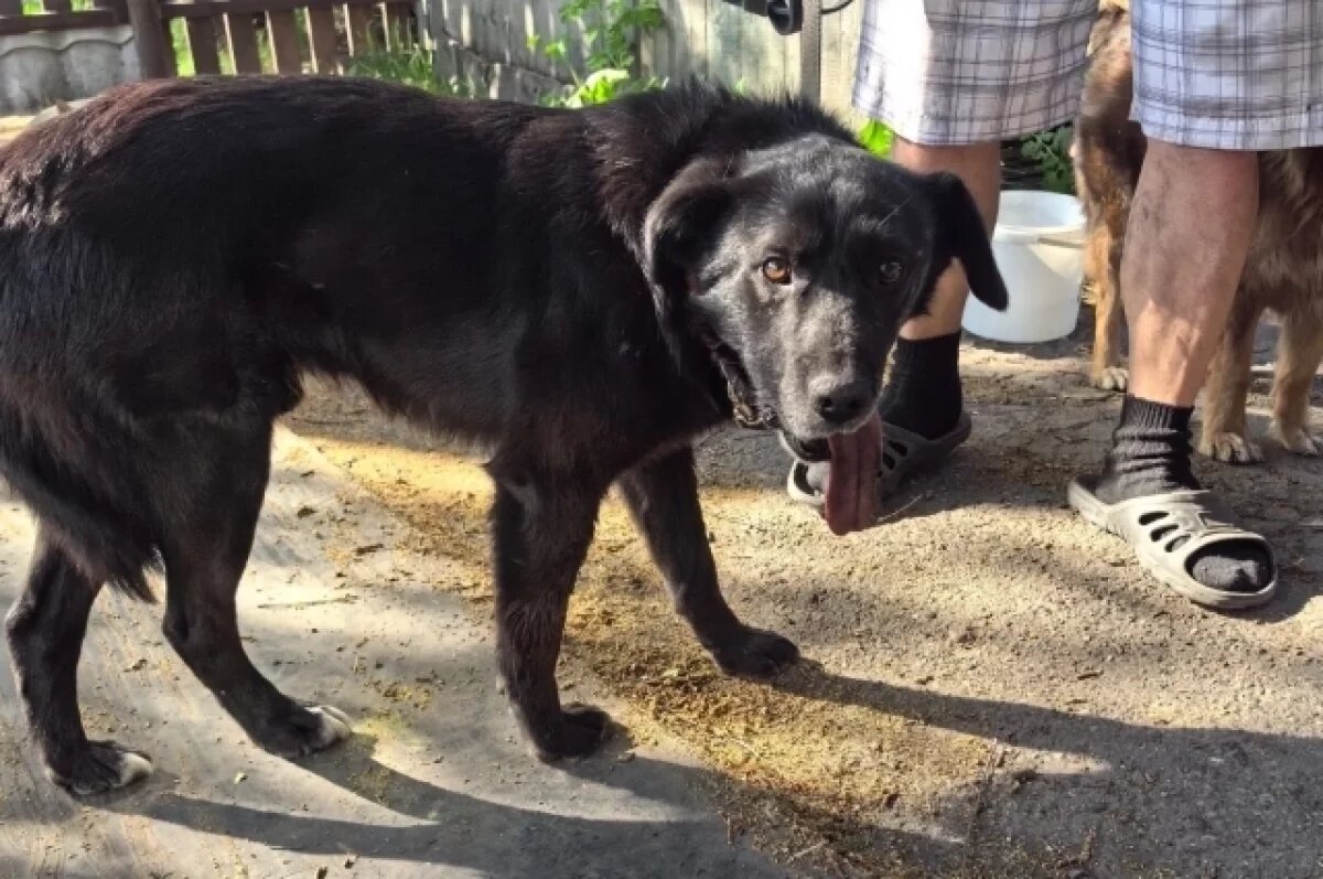    Пёс Васька попал к врачам в ужасном состоянии с гноящейся пастью, но нашёл добрые руки.