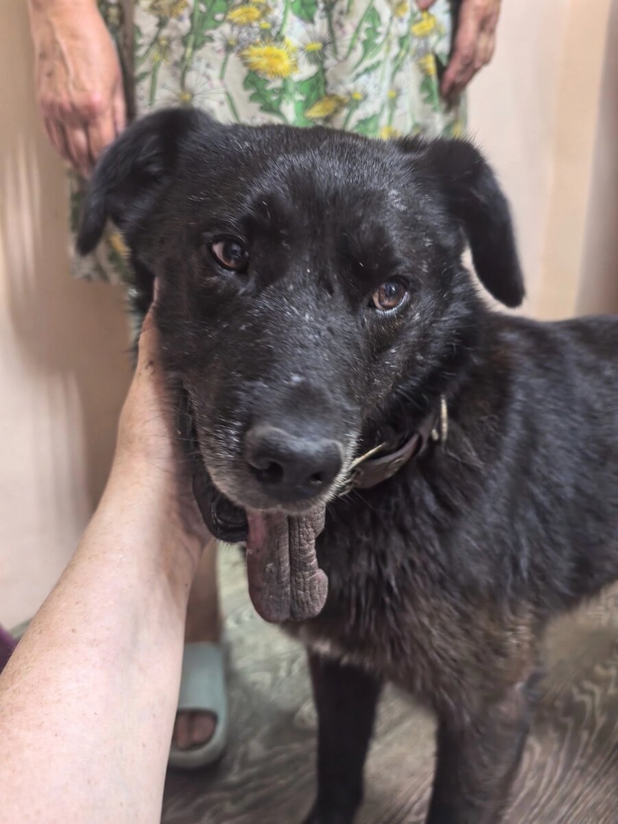    После выстрелов Васька прибежал домой сам. Фото: Мини-приют Усатый Полосатый г. Кемерово