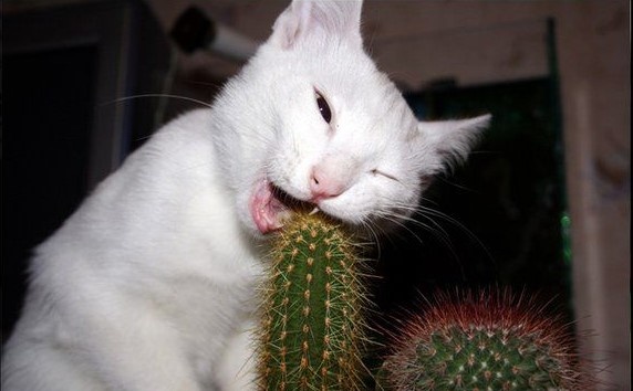 фото из свободных источников