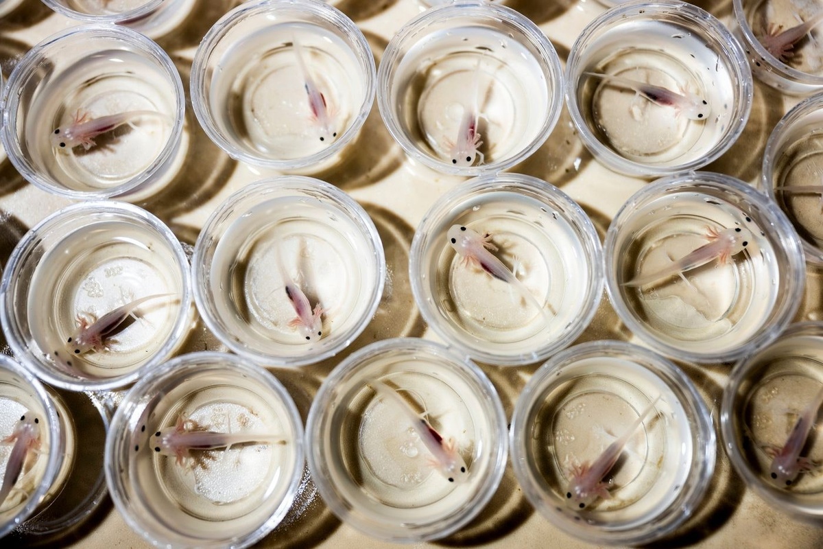 Аксолотли в лаборатории профессора Джеймса Монагана.    
 Источник: Alyssa Stone / Northeastern University  📷
