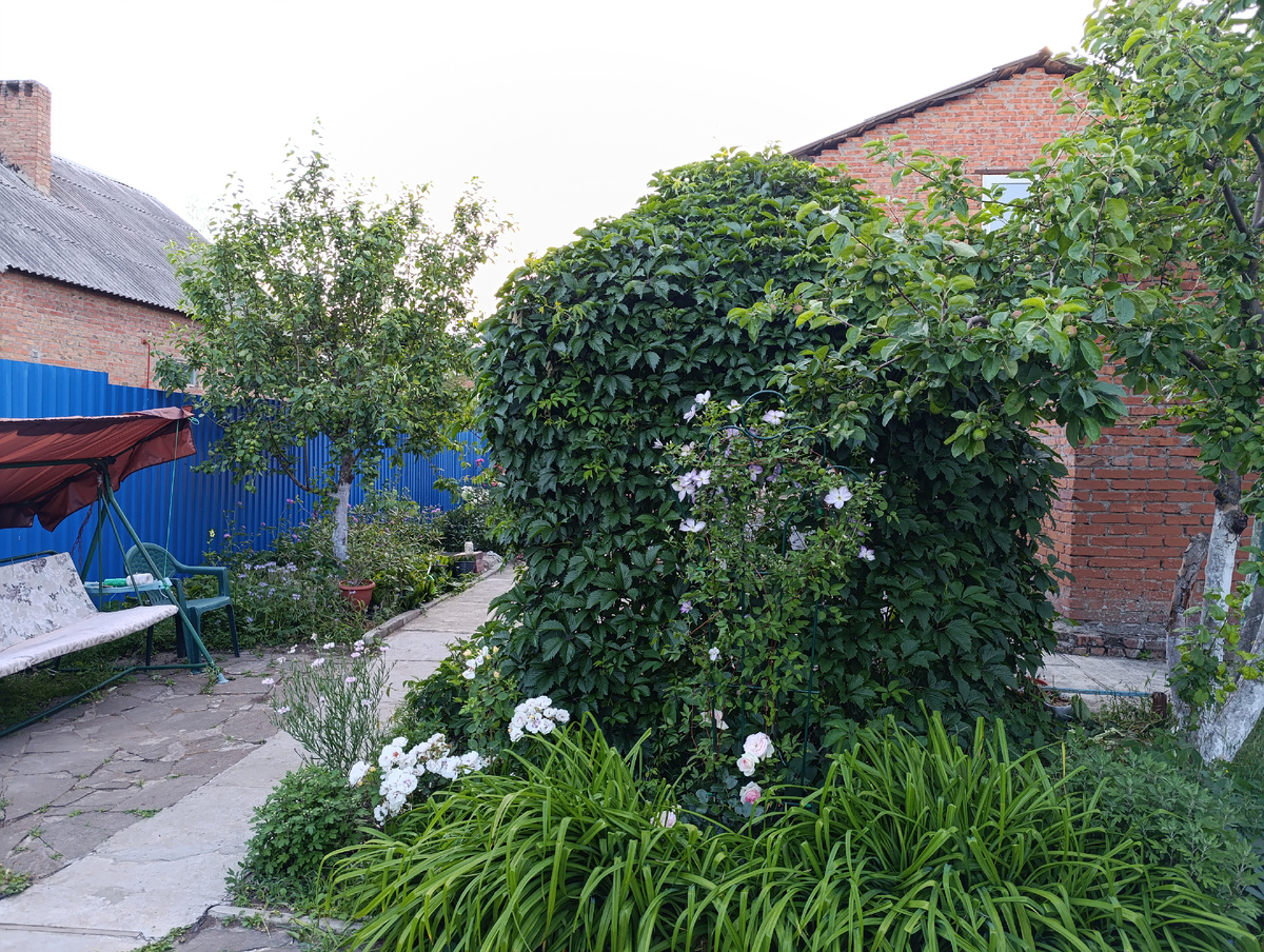 Приходится постоянно укрощать девичий виноград. Все фото автора канала Птичка Степная