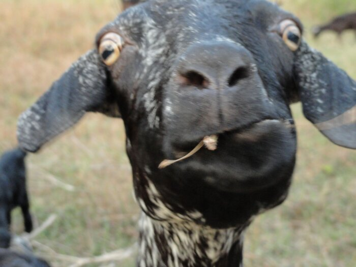 Скорее всего коза даже не узнала, что ради неё состоялось заседание районного суда / Фото: Vostok.Today