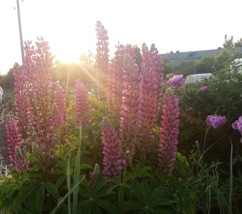 Вечер. Огородное фото автора.