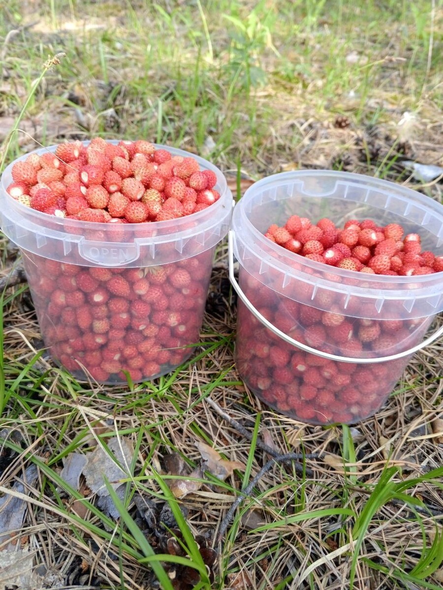    Лесная земляника. Источник: Елена Девяткина, vk.com/gribniki22rus