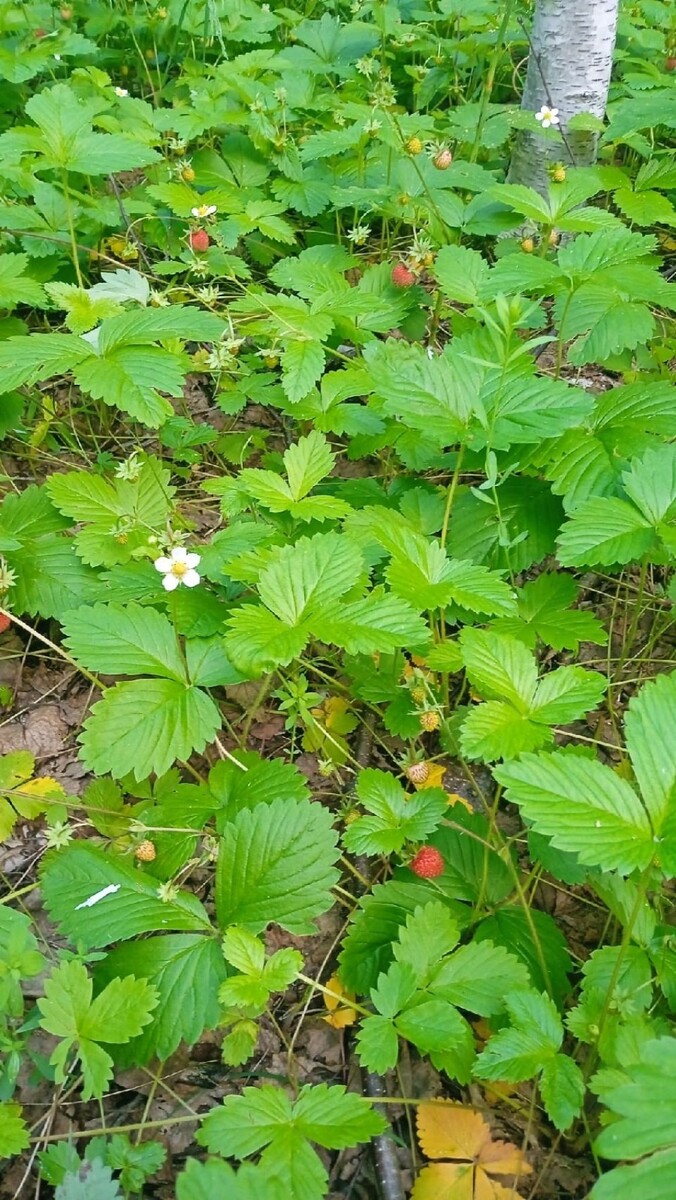    Лесная земляника. Источник: Светлана Тихонова, vk.com/gribniki22rus