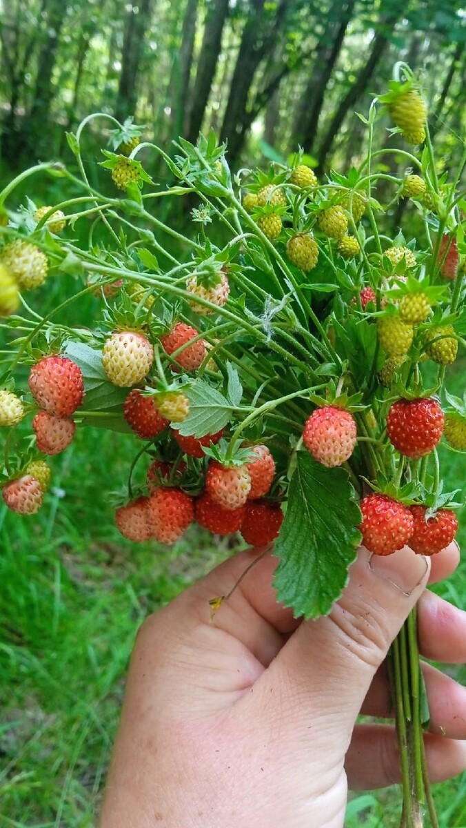    Лесная земляника. Источник: Светлана Тихонова, vk.com/gribniki22rus