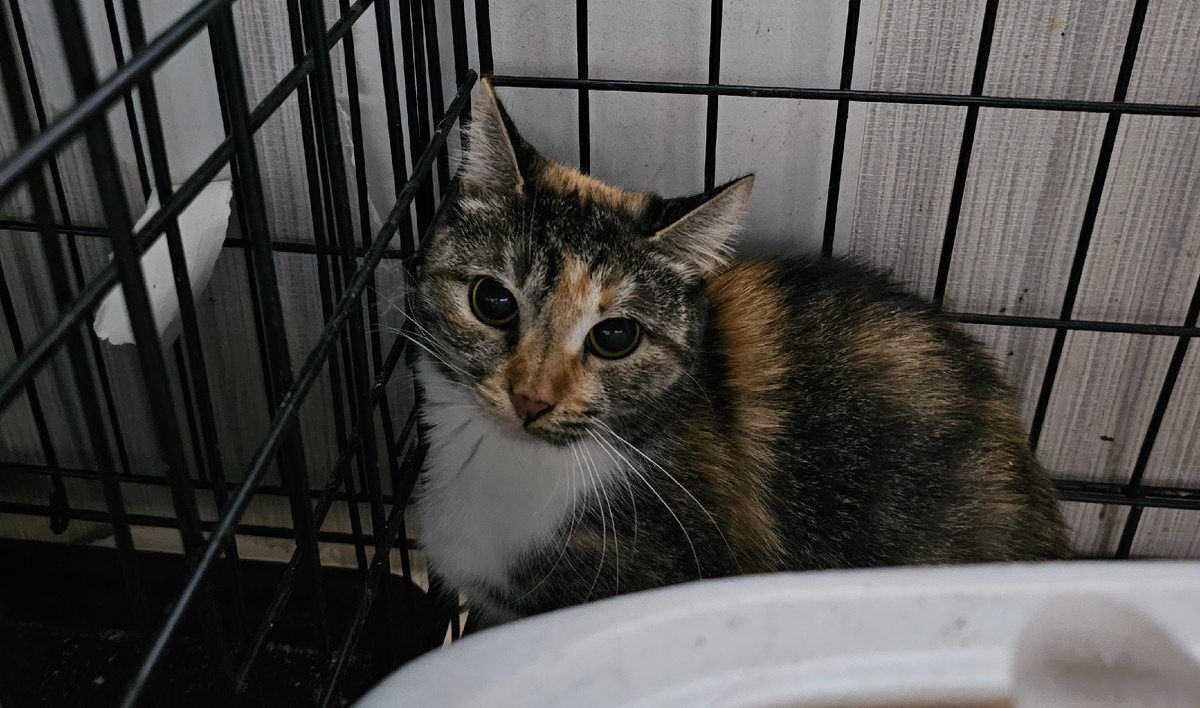 Трехцветка, малышку нужно срочно оперировать