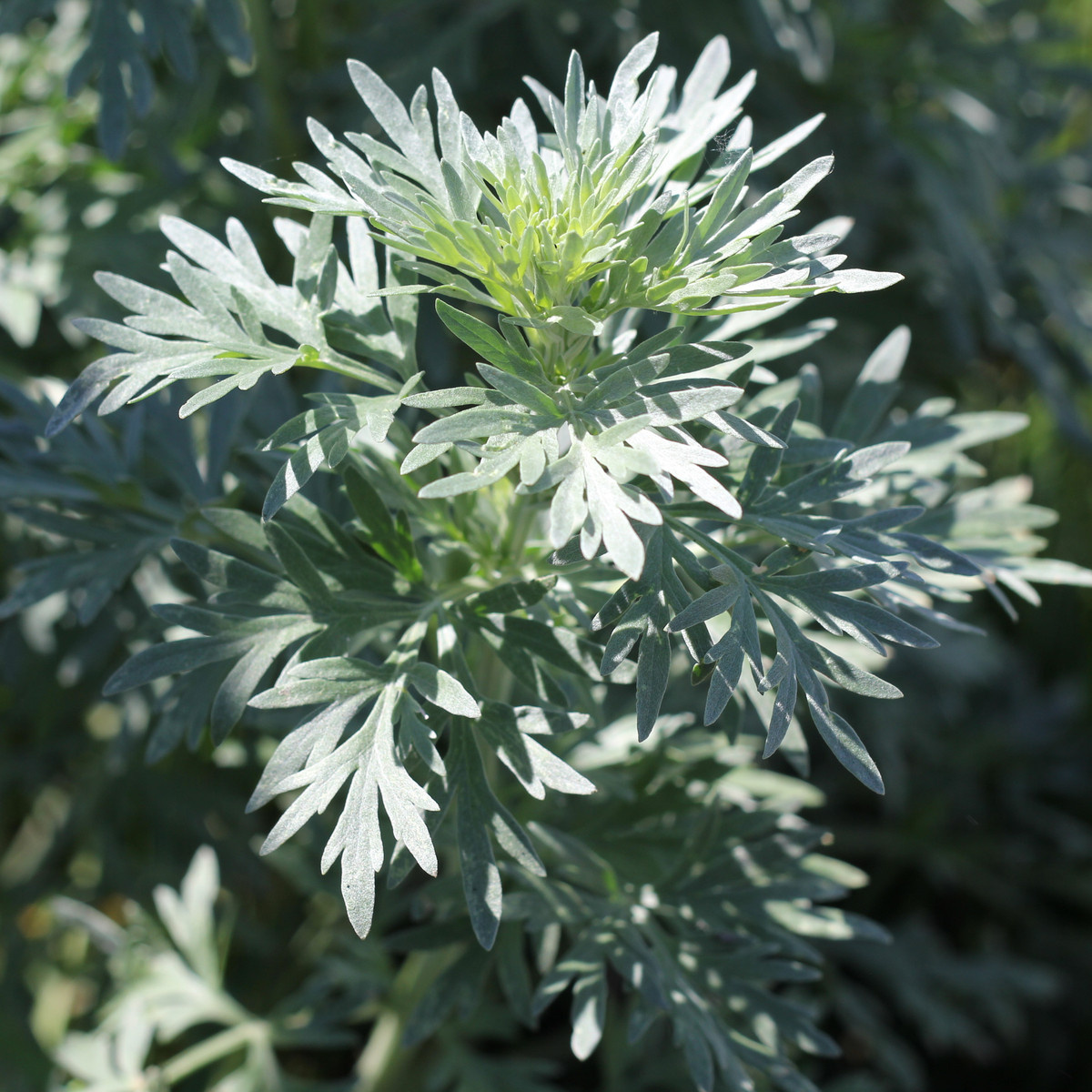 Фото из Яндекса