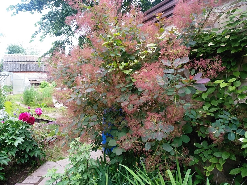 Куст скумпии кожевенной в мае 2025 г. Юго-восток Подмосковья