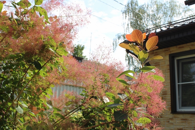 Соцветия скумпиии листочки пока с легким пурпуром