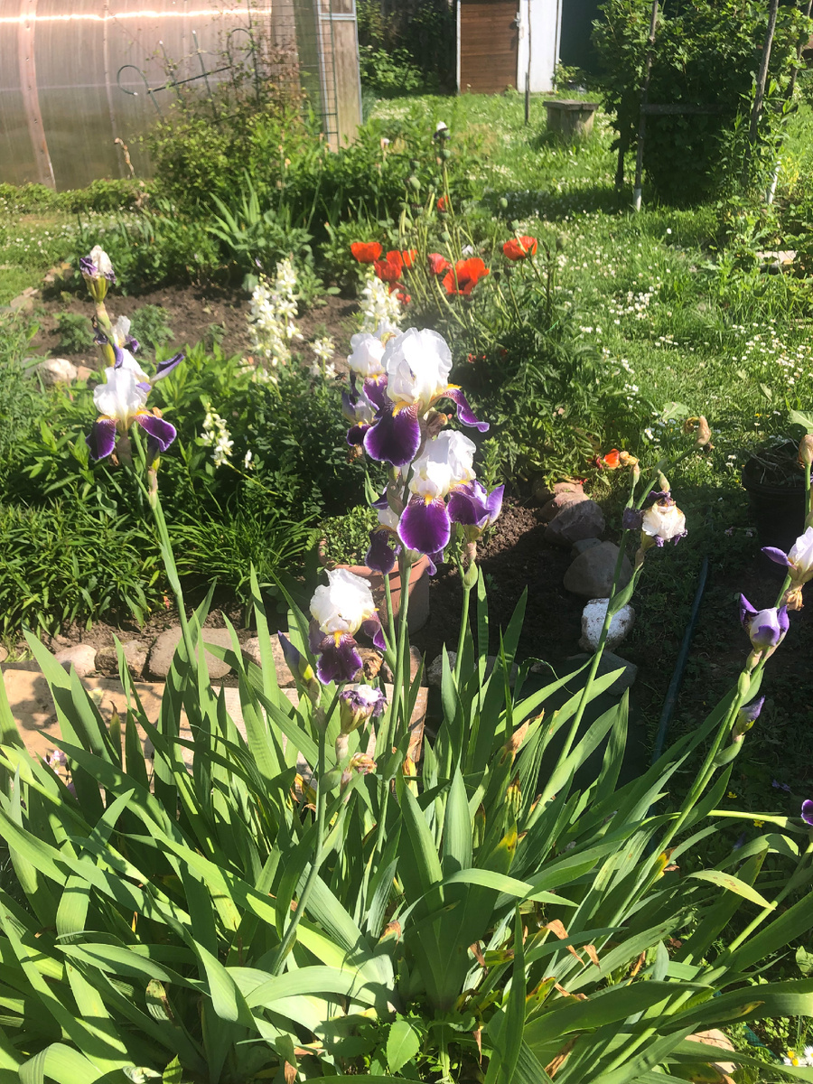 Ирисы бело-синие