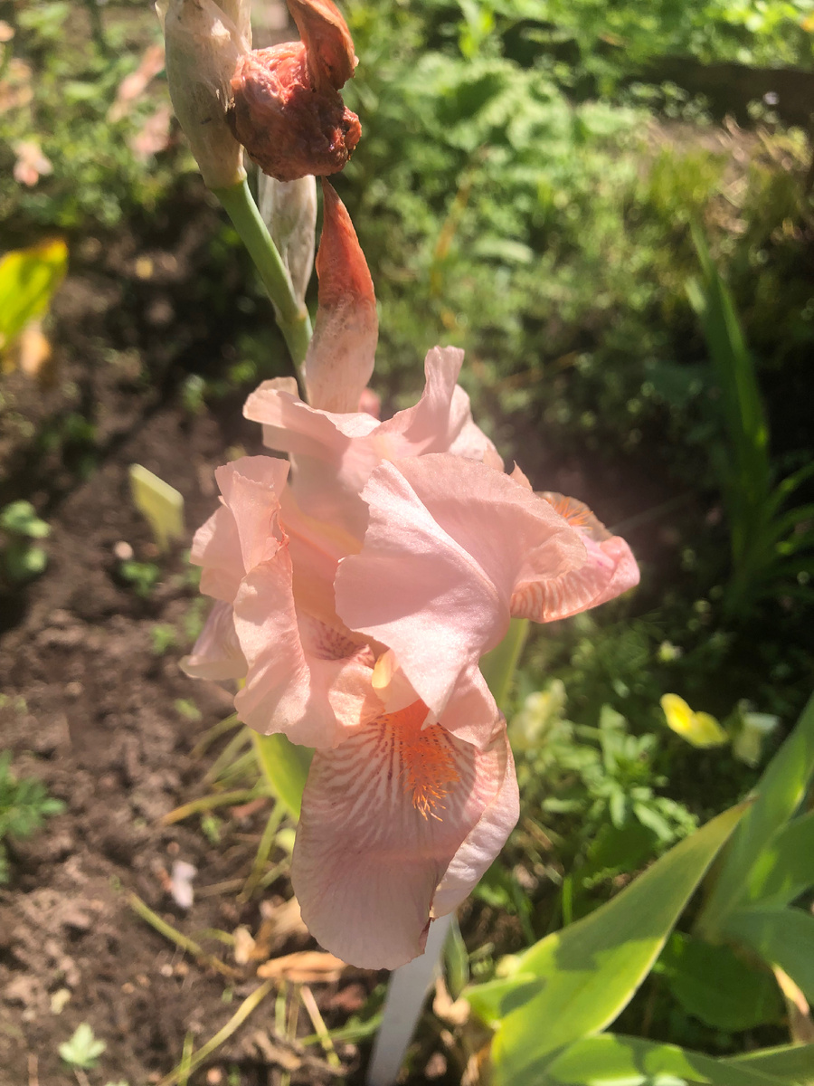 Розовый ирис