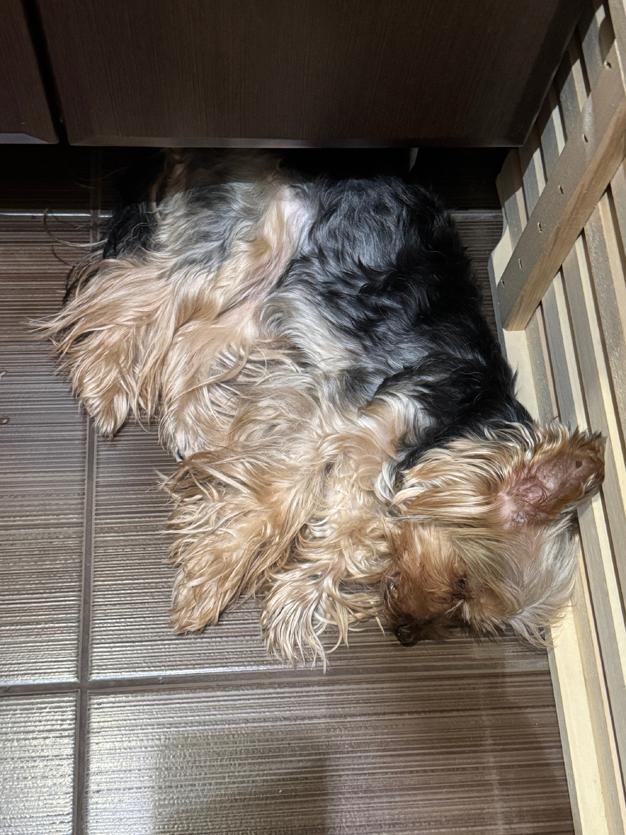 Собака тоже по утрам даже ухом не ведет, спит без задних лап