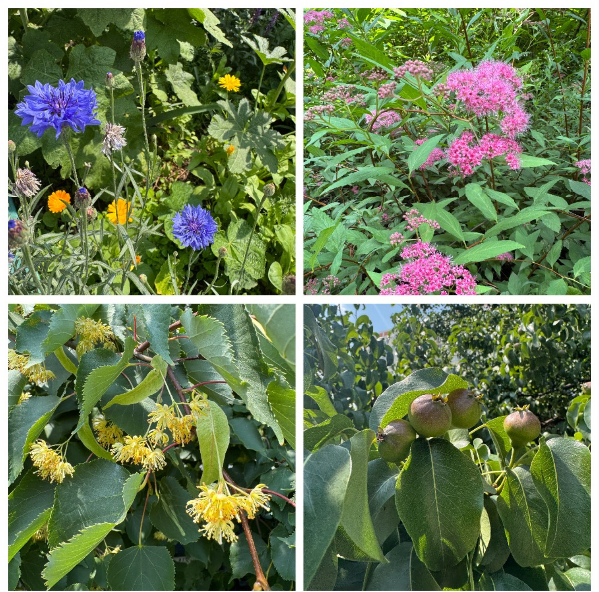 Лето это маленькая жизнь, надо успеть до зимы напитаться этим разнообразием красок. 