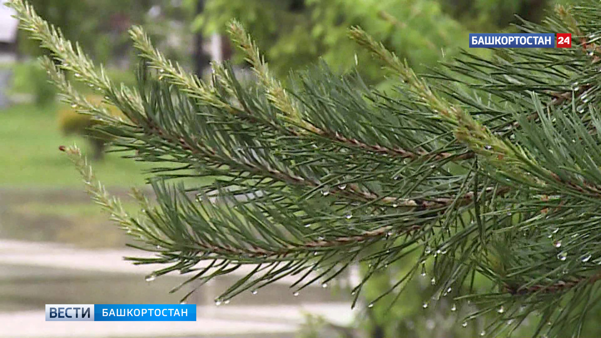    Ливни и похолодание: синоптики Башкортостана рассказали прогноз на ближайшие дни